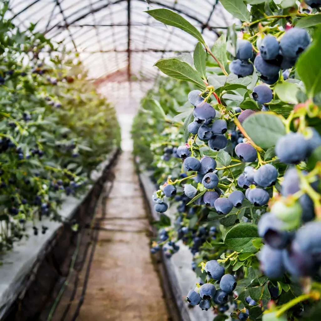 blueberry